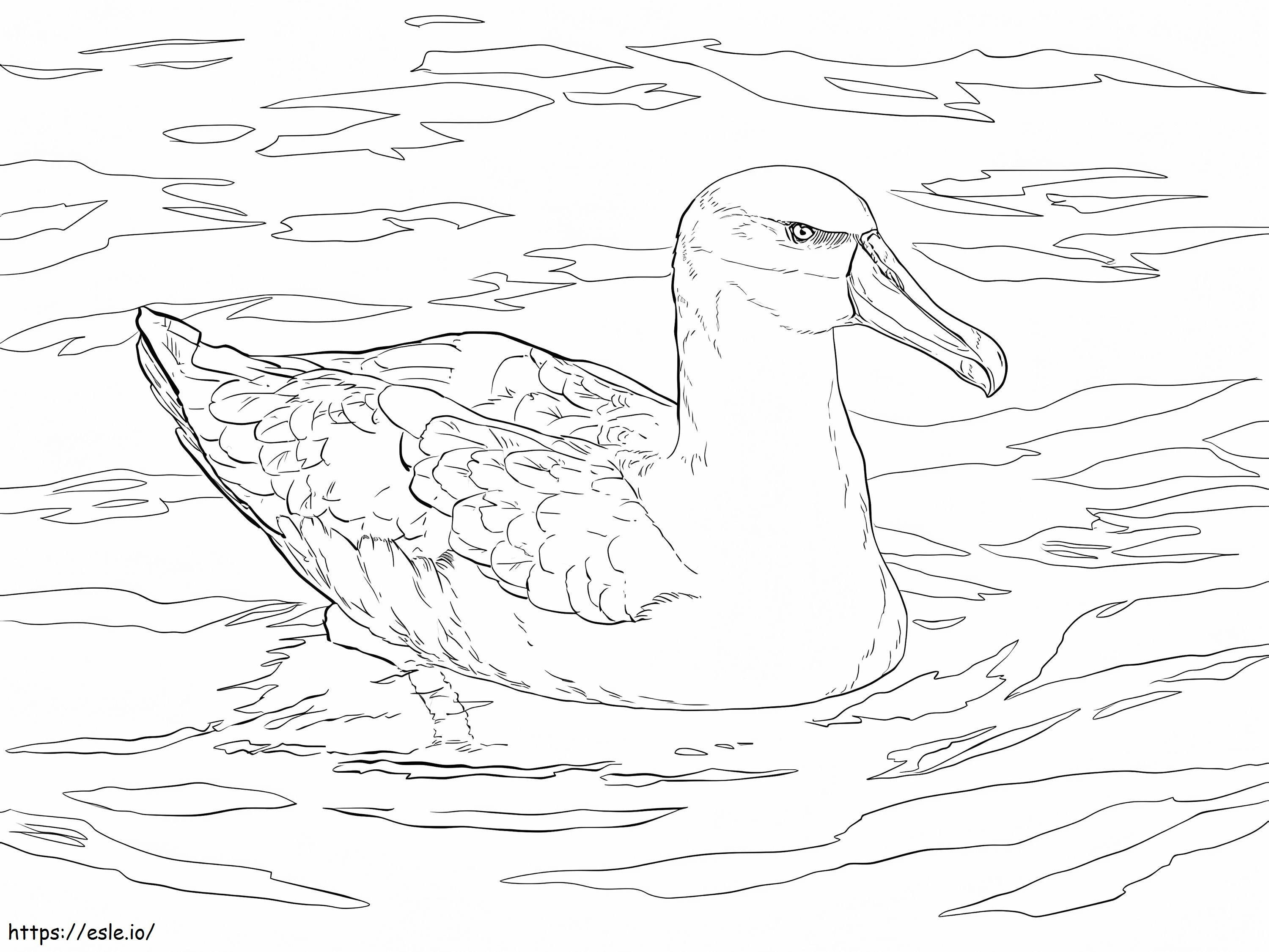 Coloriage Albatros timide à imprimer dessin