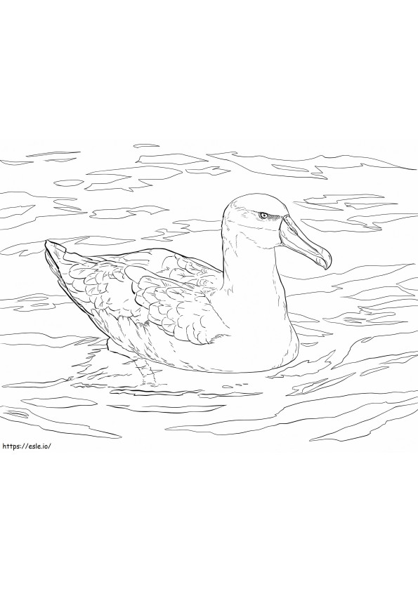 Albatros yang pemalu Gambar Mewarnai