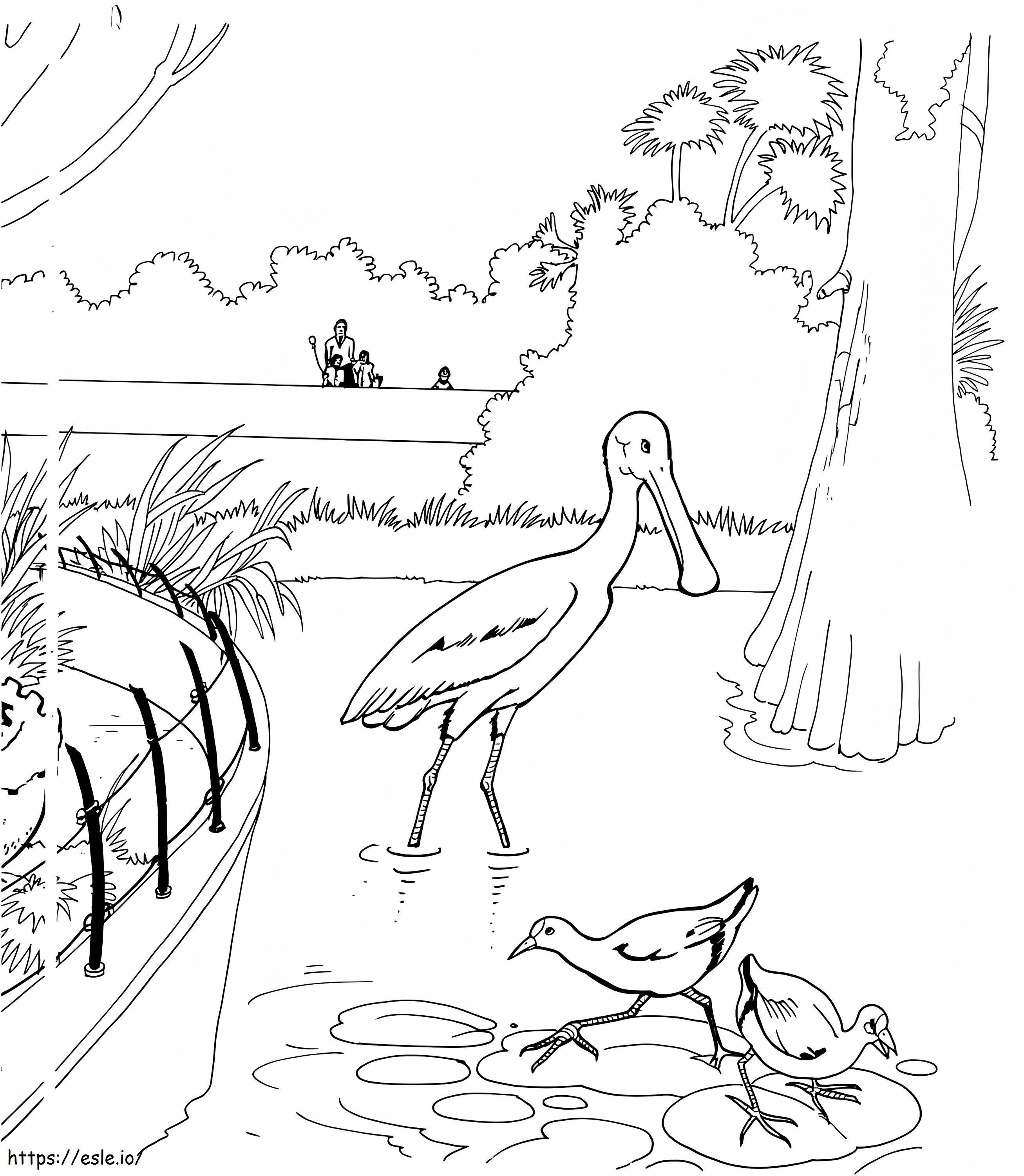 Burung Spoonbill Di Kebun Binatang Gambar Mewarnai
