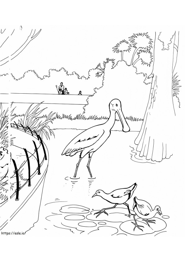 動物園のヘラサギ鳥 ぬりえ - 塗り絵