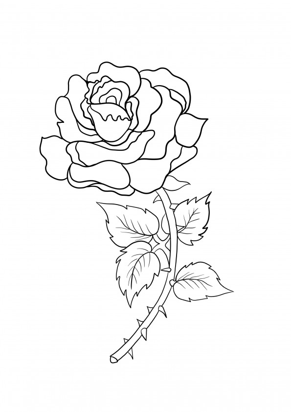 Trandafir cu spini de printat gratuit si pagina colorata