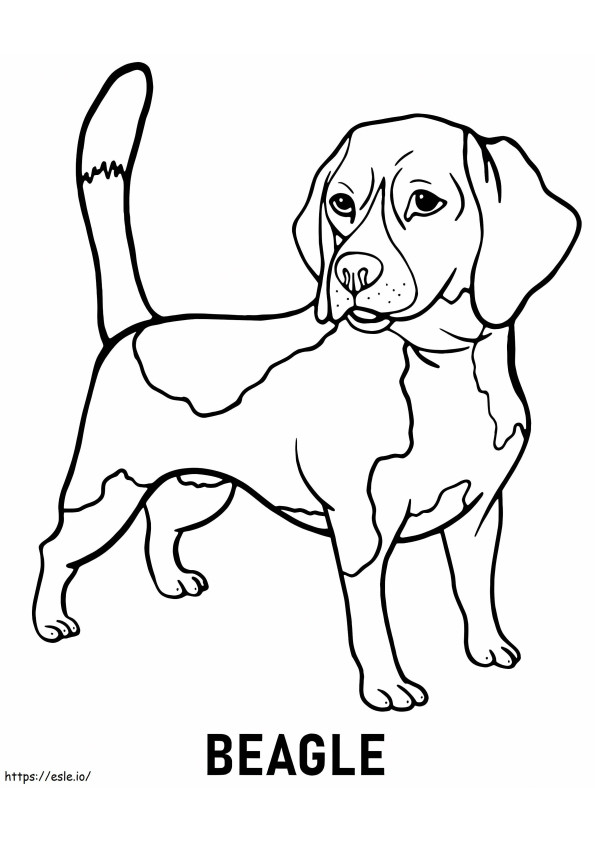 Tulostettava Beagle värityskuva