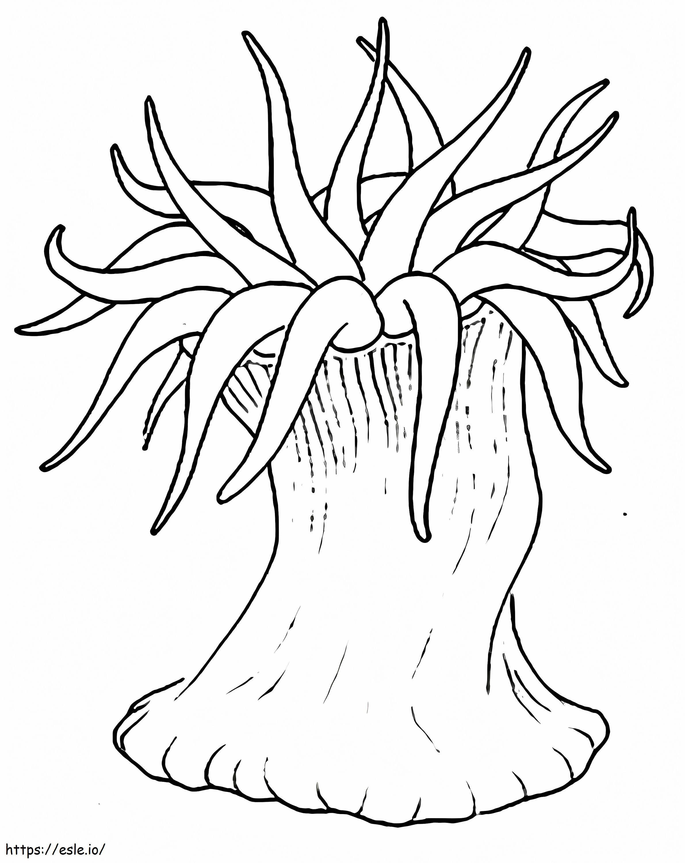 Sea Anemone 3 coloring page