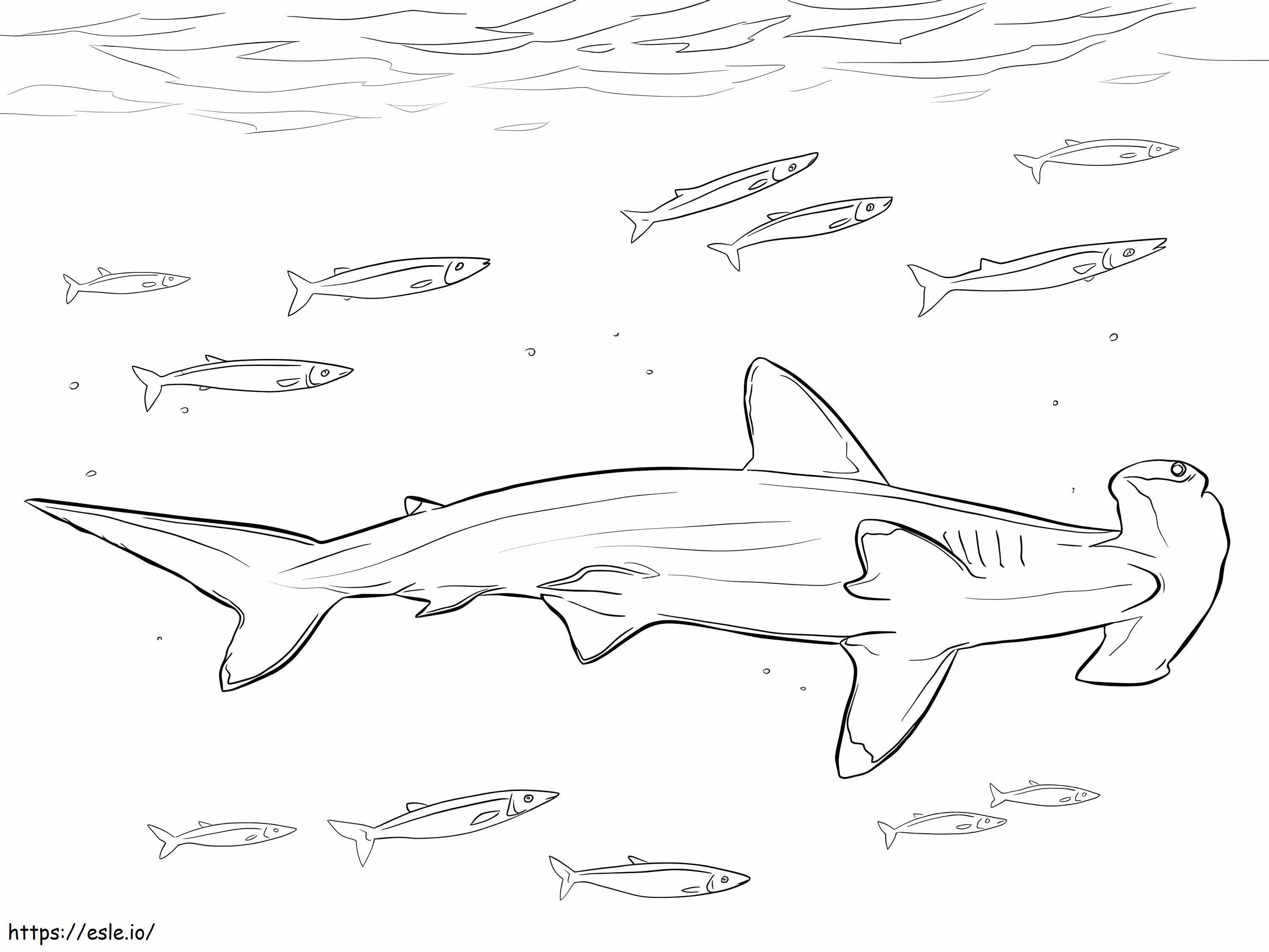 Coloriage Requin marteau et poissons à imprimer dessin