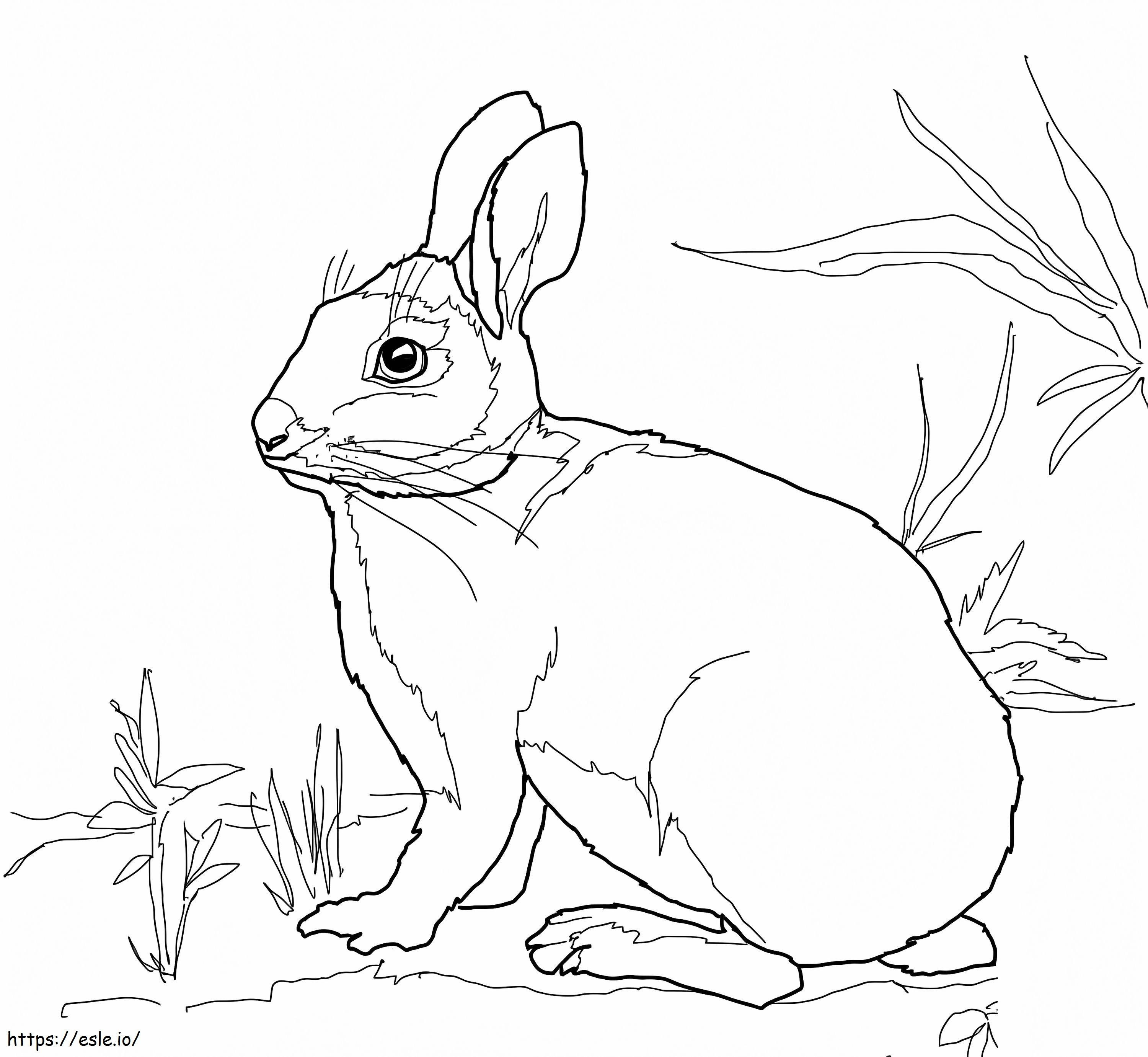 Conejo de pantano de cola blanca para colorear