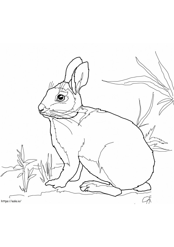 Pamuk Kuyruklu Bataklık Tavşanı boyama