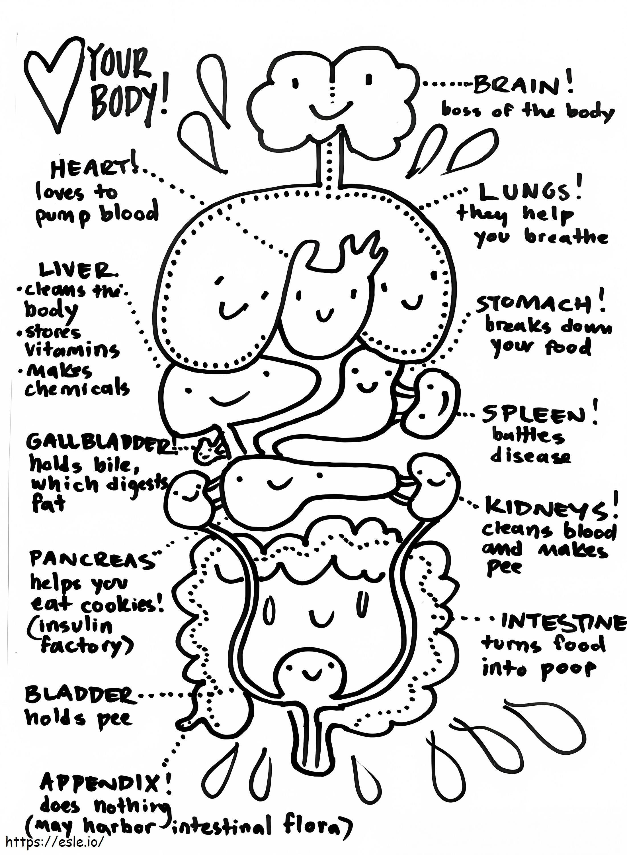 Human Body Systems coloring page