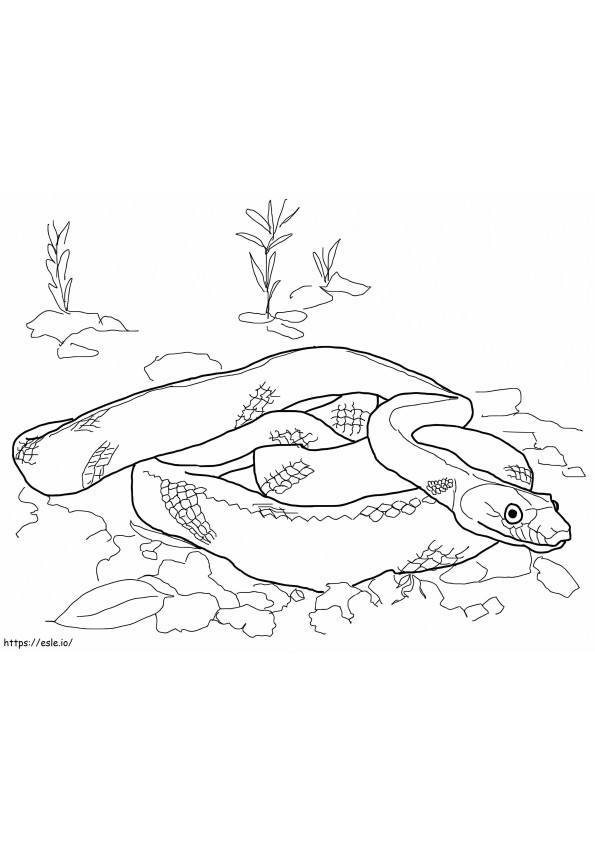 Baja California Rat Snake