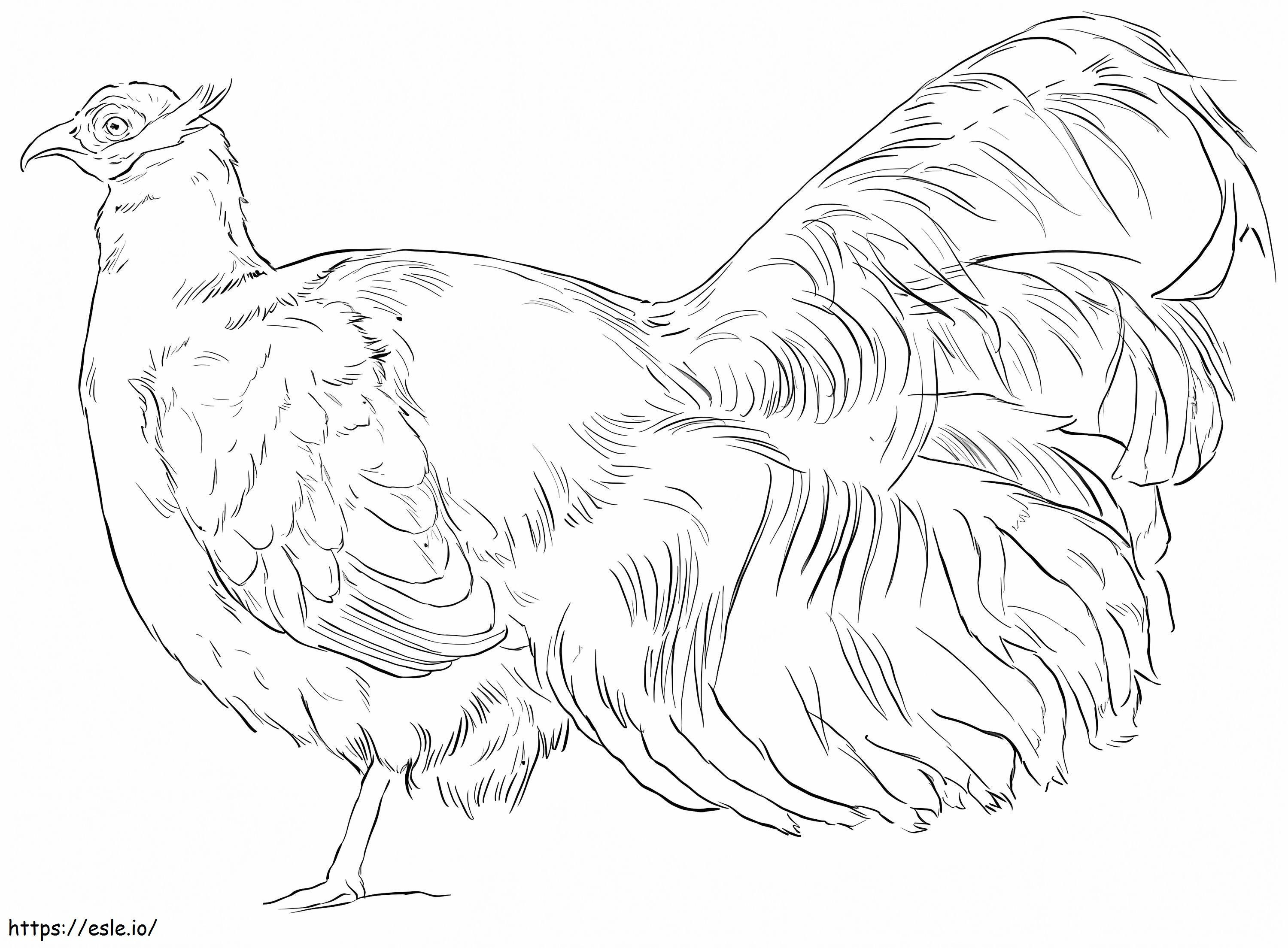 Brown Eared Pheasant coloring page