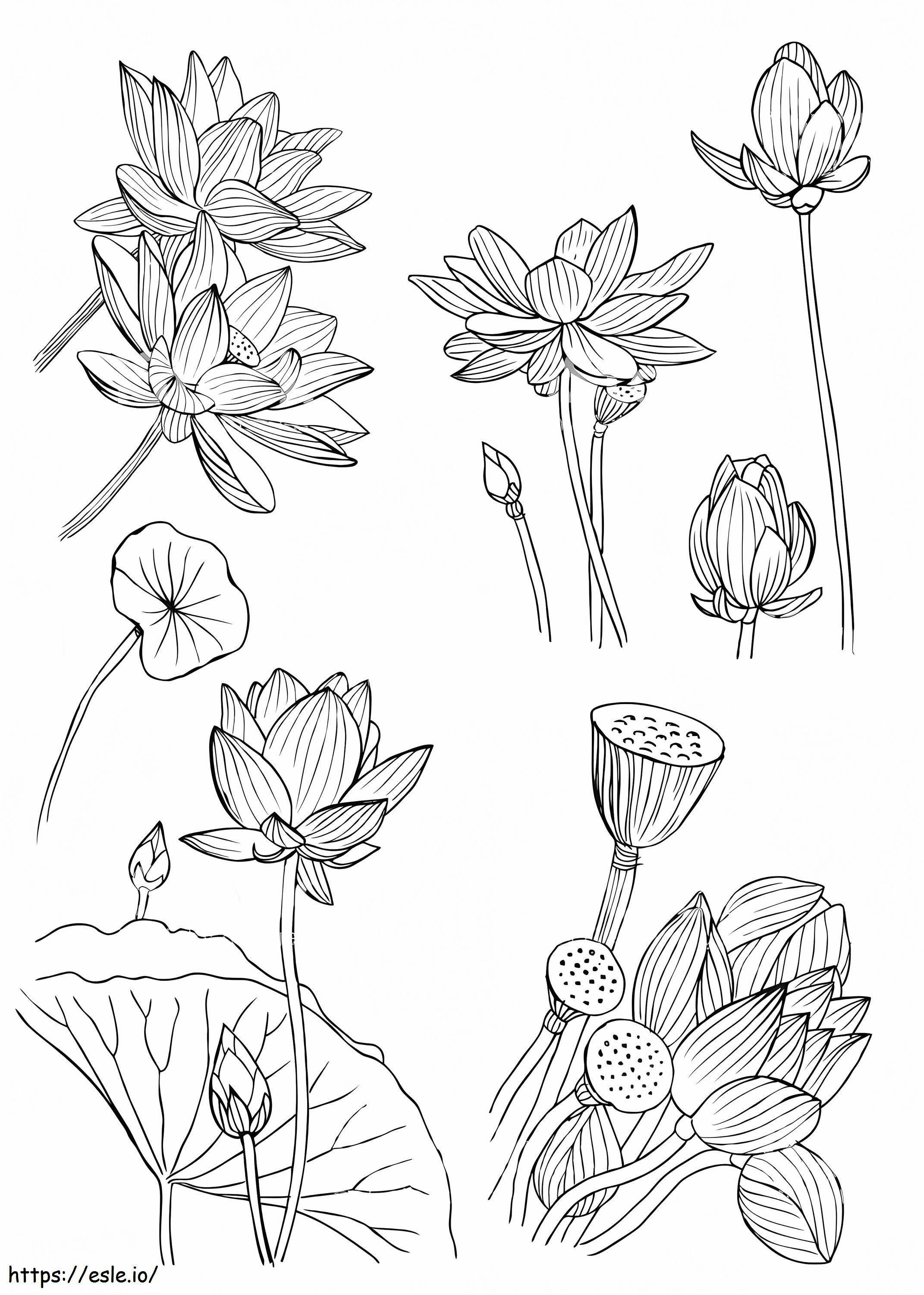 Flor de Nenúfar 1 para colorir