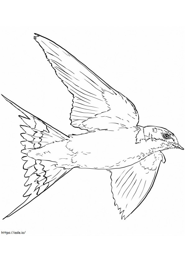 Barn Swallow coloring page