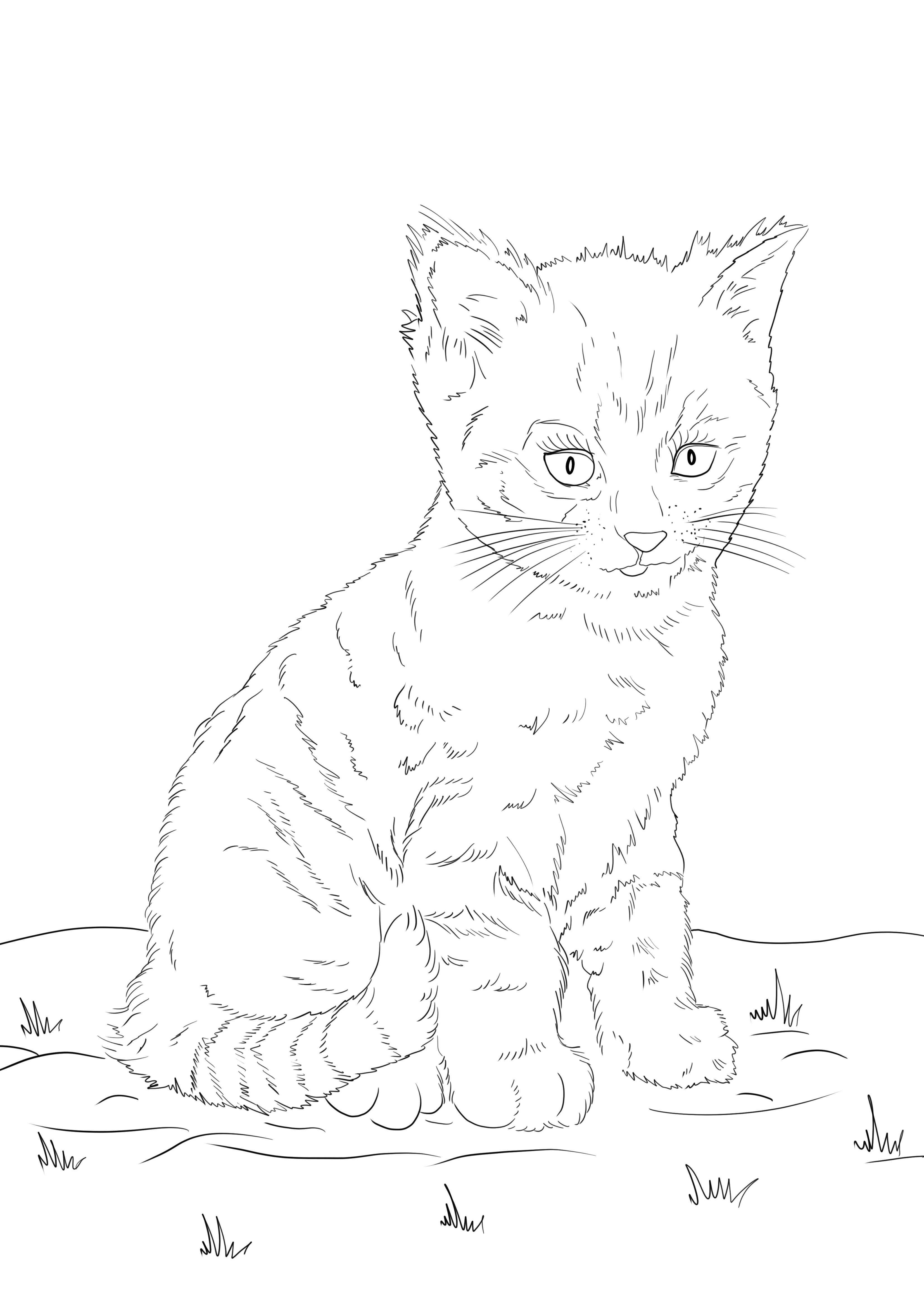 Cute kitten to print and color for free picture