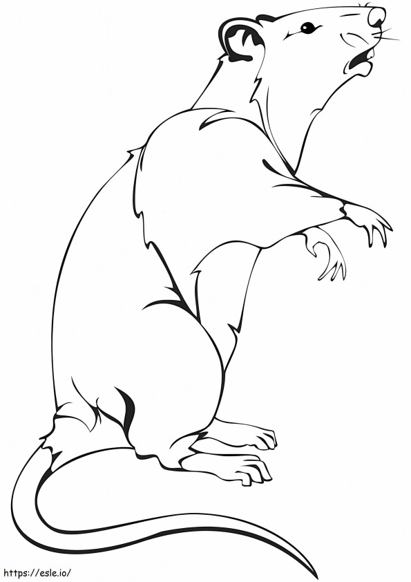 One Rat coloring page