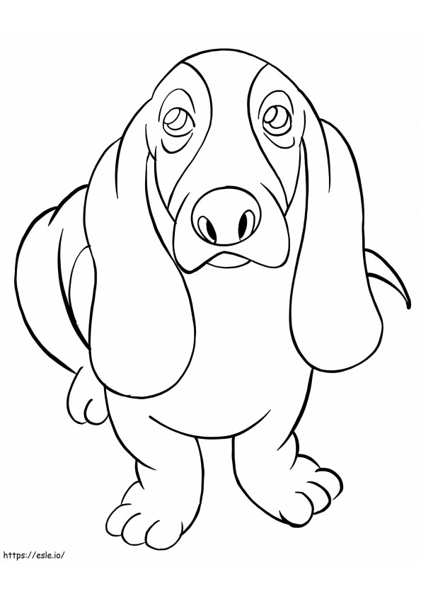 Basset Hound 3