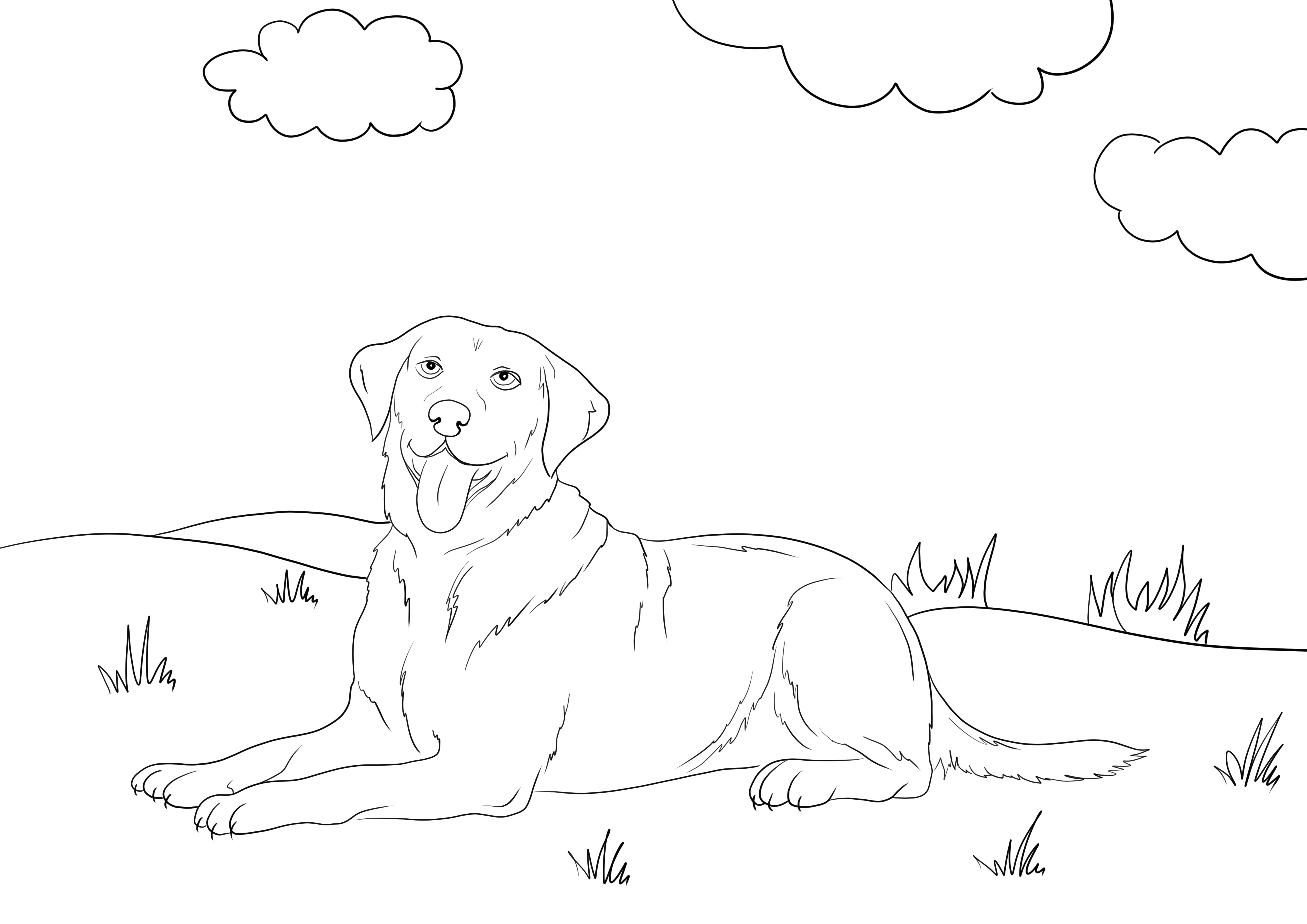 Labrador retriever coloring picture free to download and color