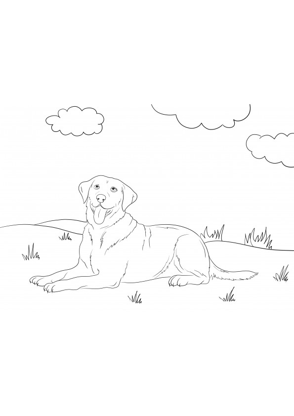 Labrador retriever coloring picture free to download and color