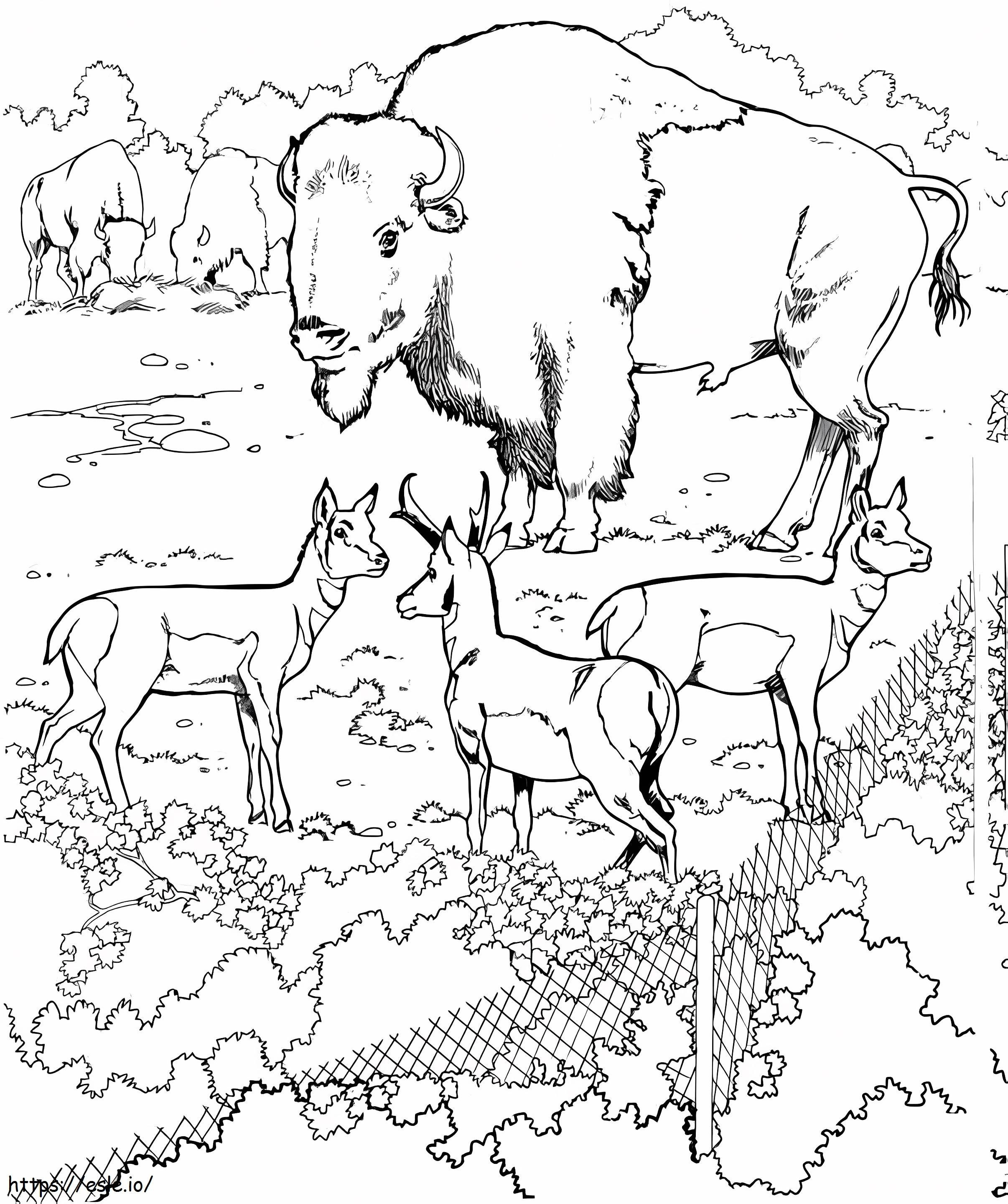 Bisões e Pronghorns em um zoológico para colorir