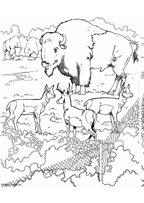 Hayvanat Bahçesindeki Bizonlar ve Pronghornlar boyama