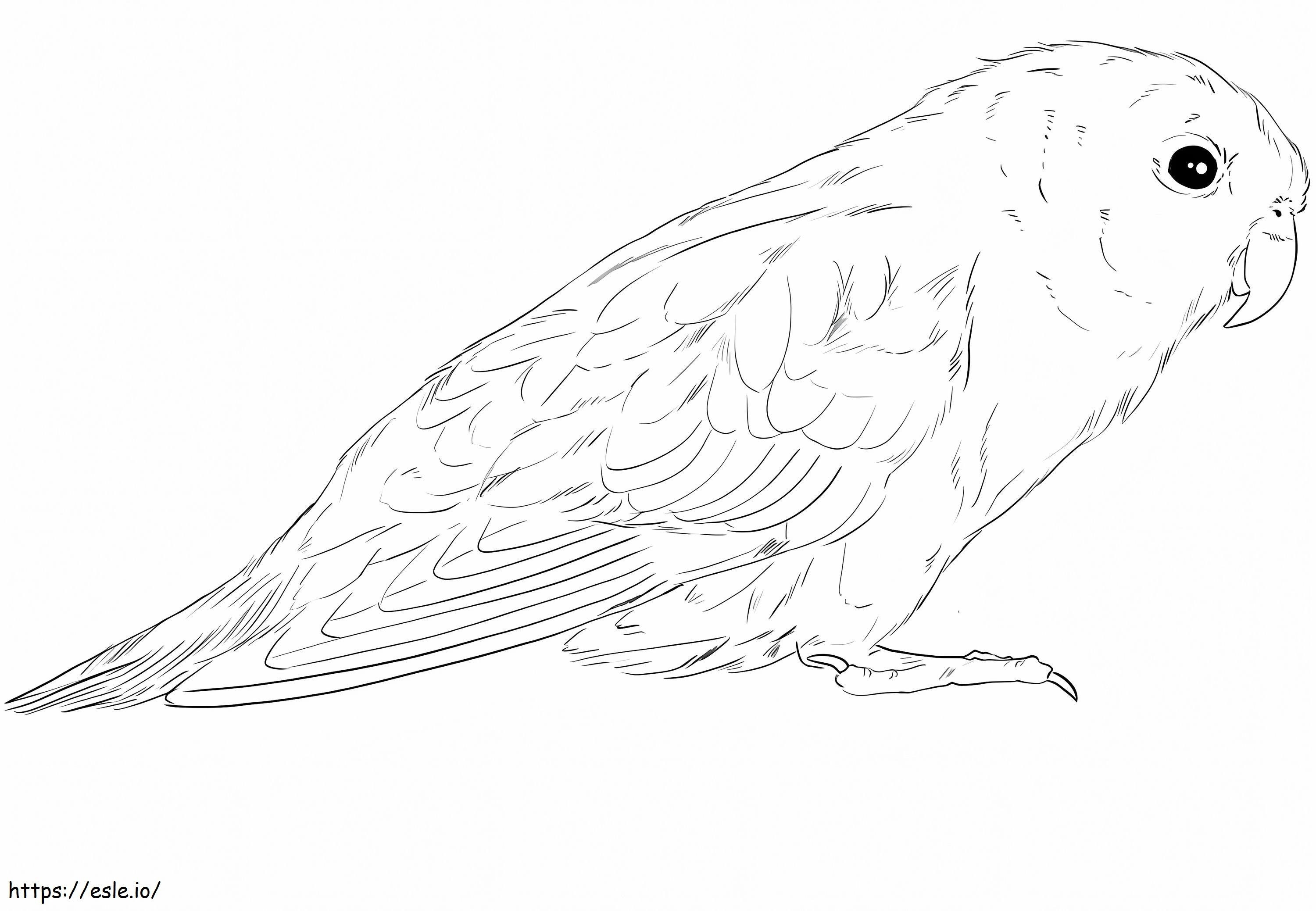 Barred Parakeet coloring page