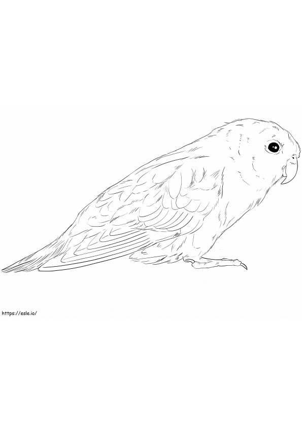 Barred Parakeet coloring page