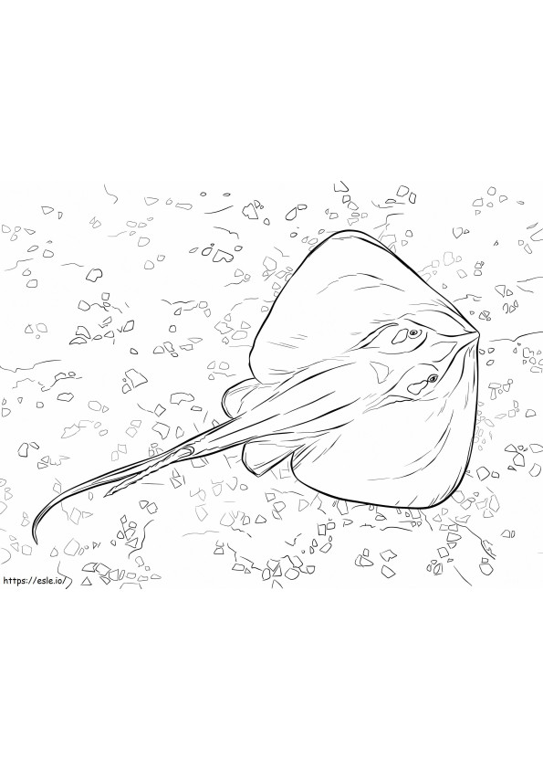 Common Stingray coloring page