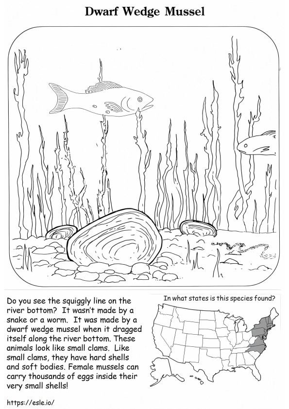 Dwarf Wedge Mussel coloring page