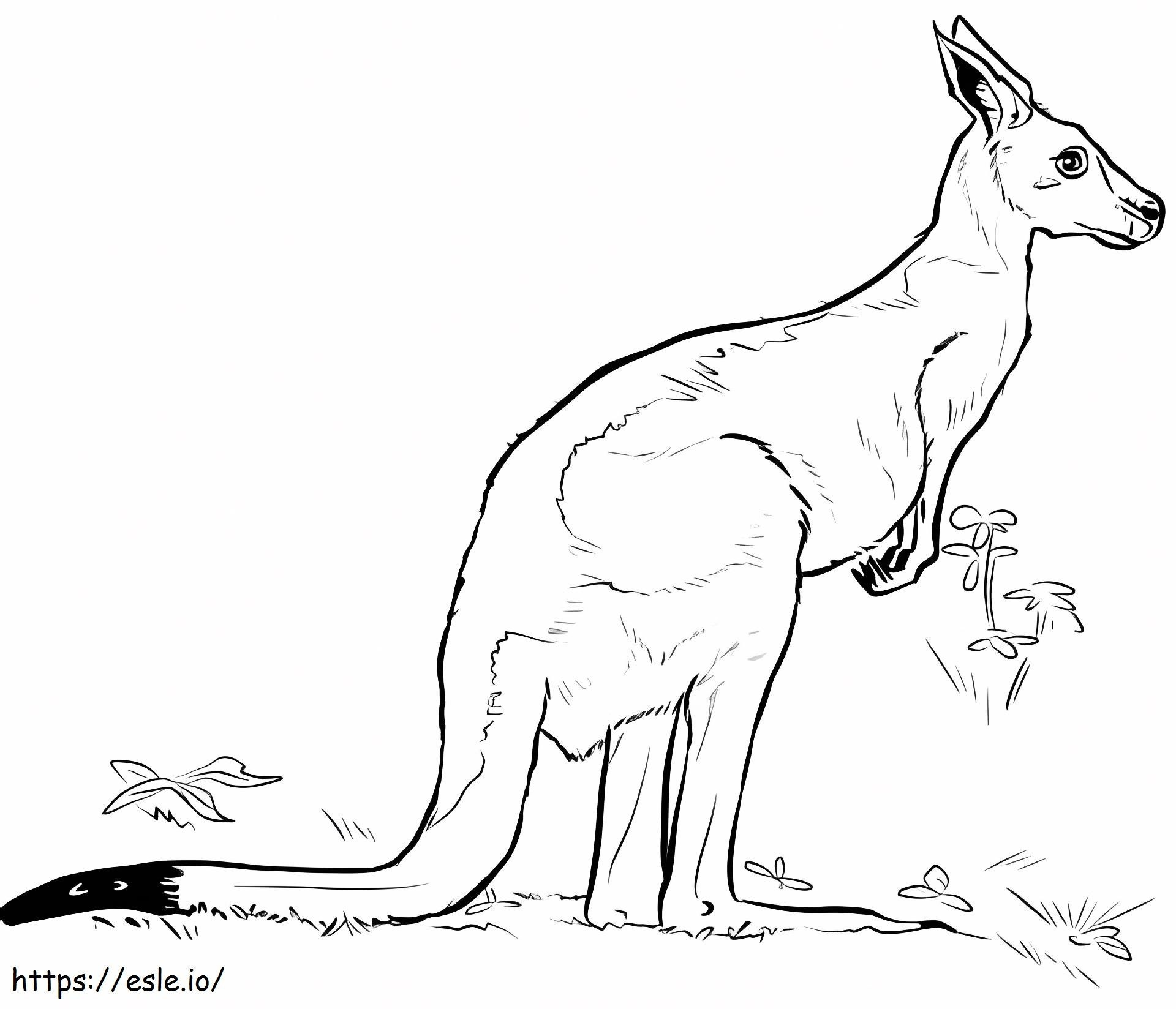 Basic Kangaroo coloring page