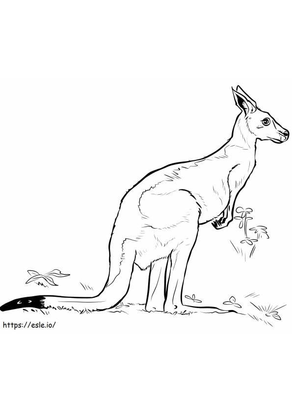 Basic Kangaroo coloring page