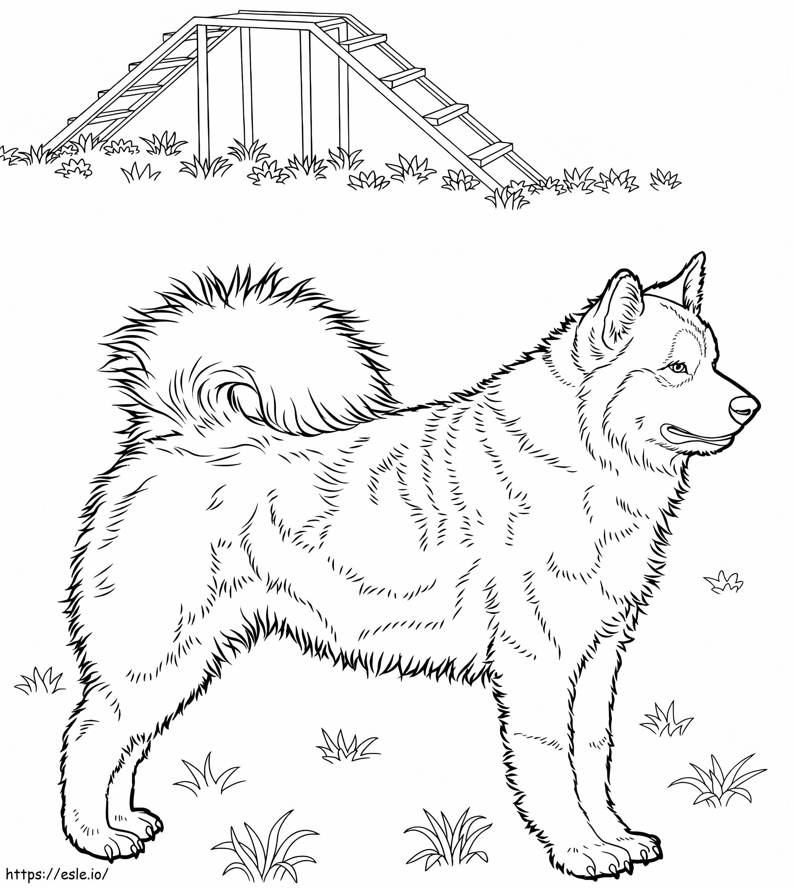 Husky coloring page