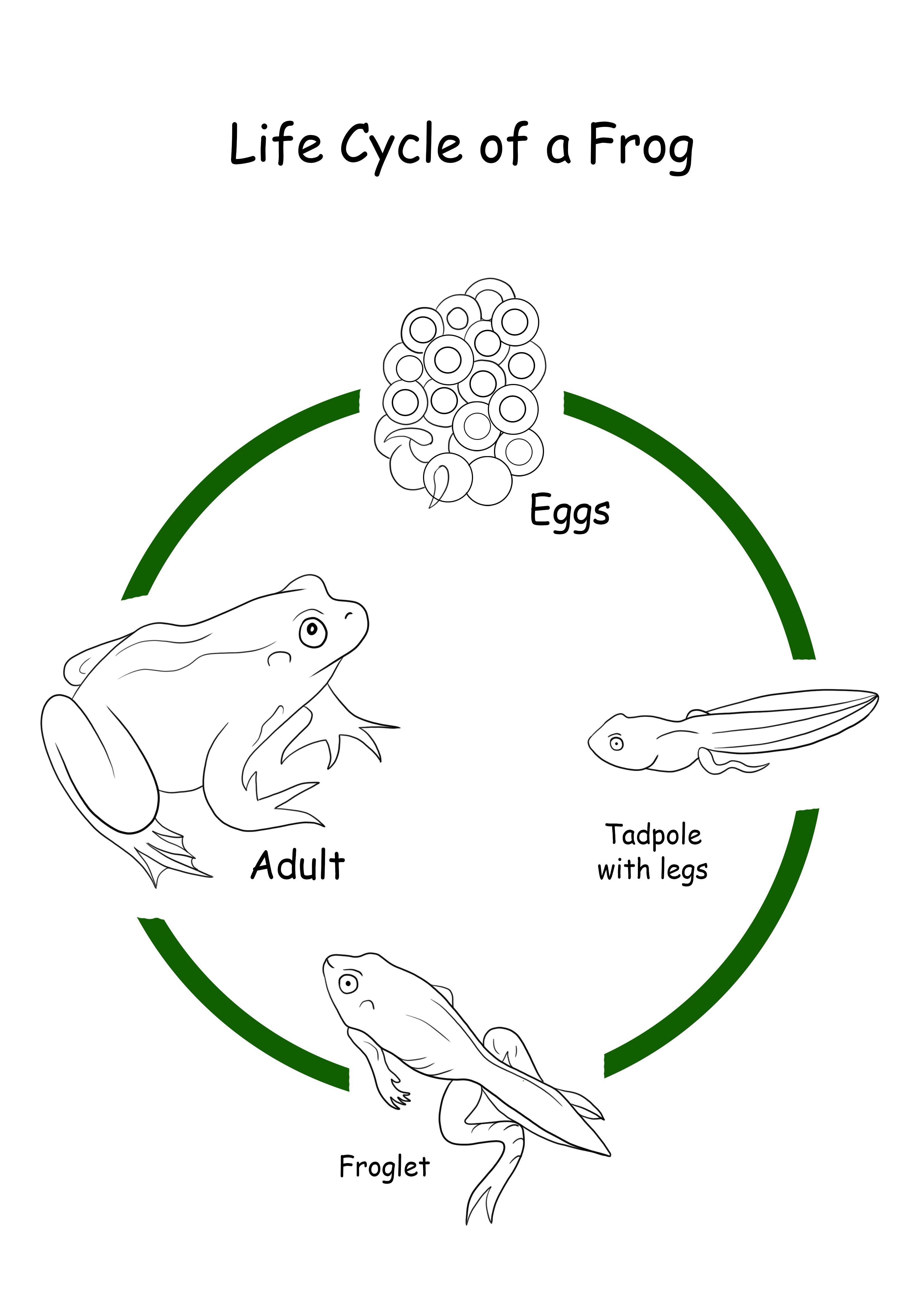 Ciclul de viață al unei broaște liber pentru a imprima foaie