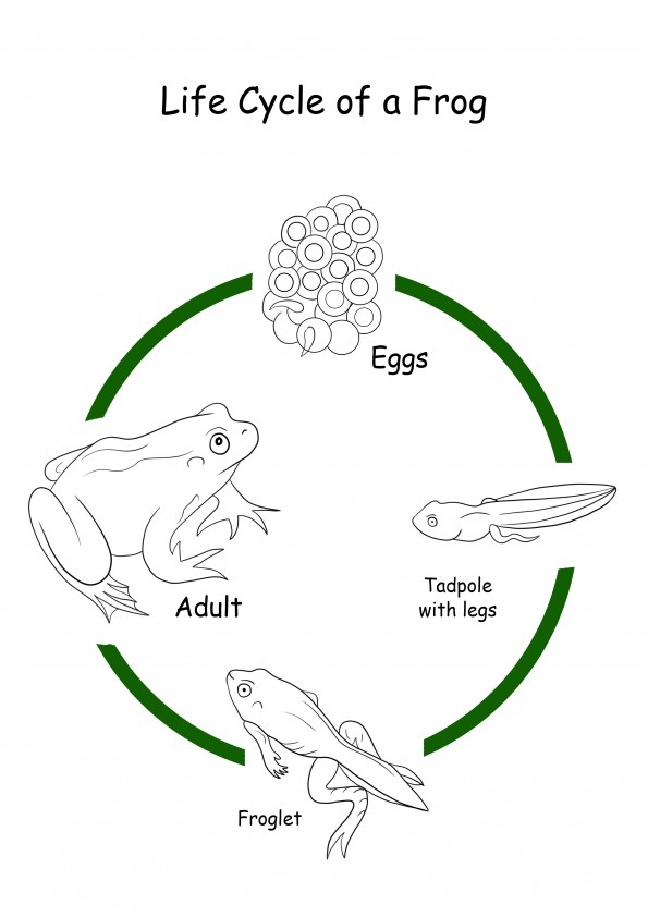 The life cycle of a frog free to print sheet