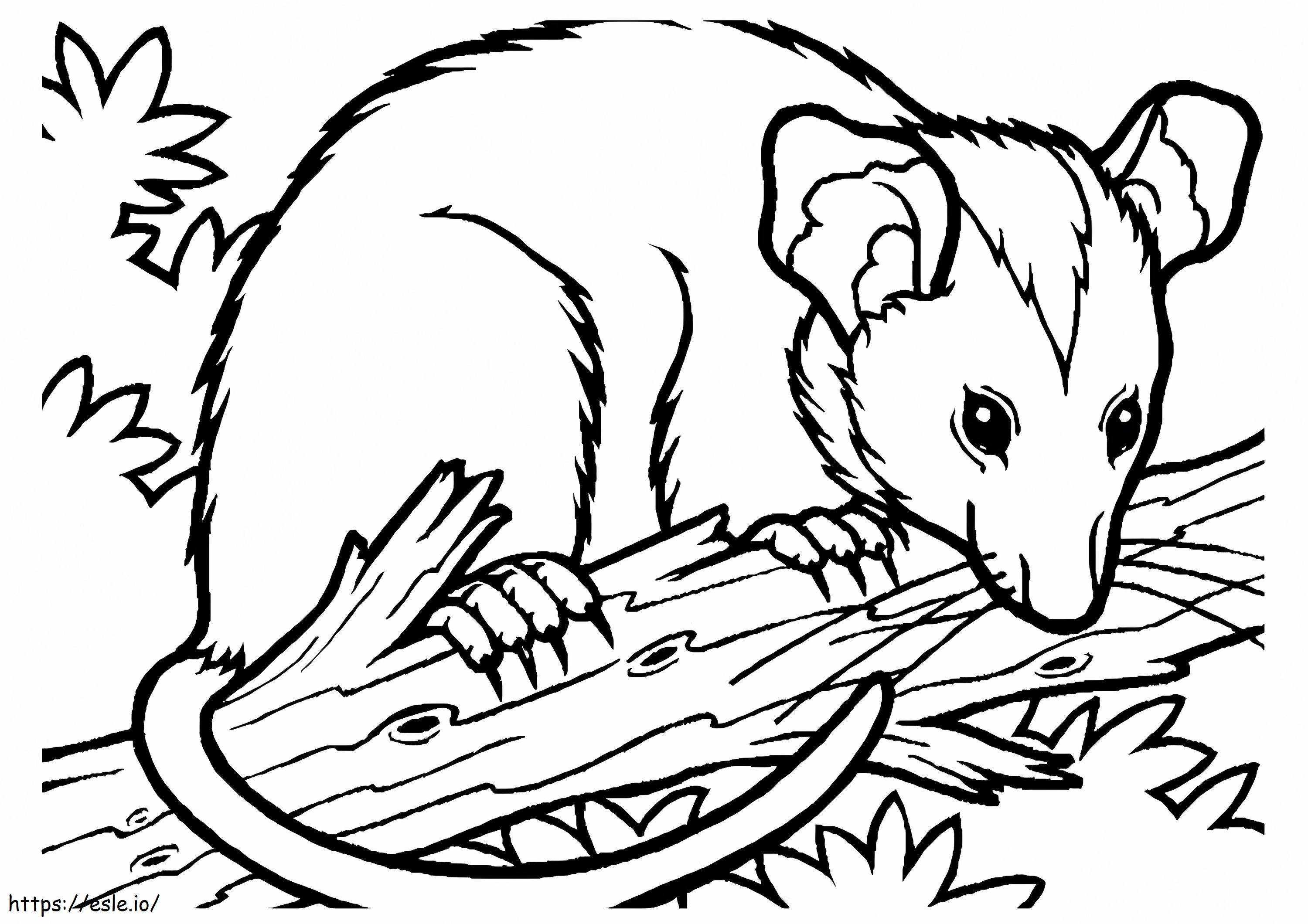 1526630911 Possum A4 E1600823336626 da colorare