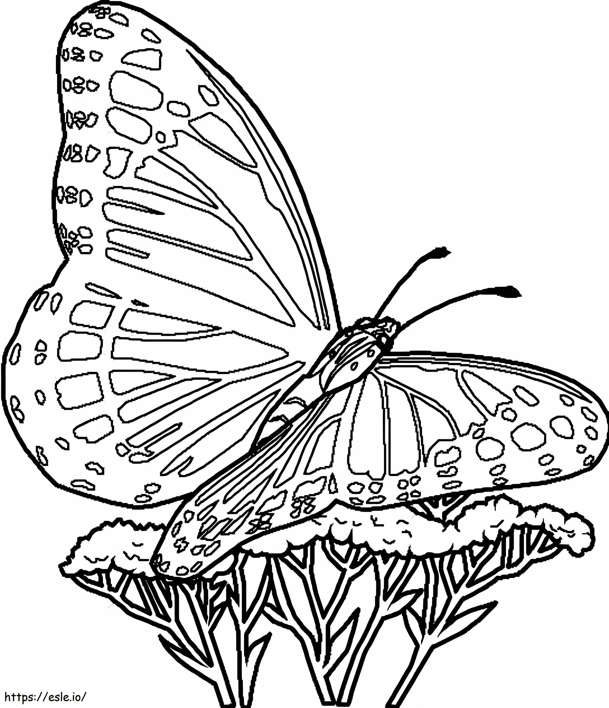 Motyl 3 kolorowanka