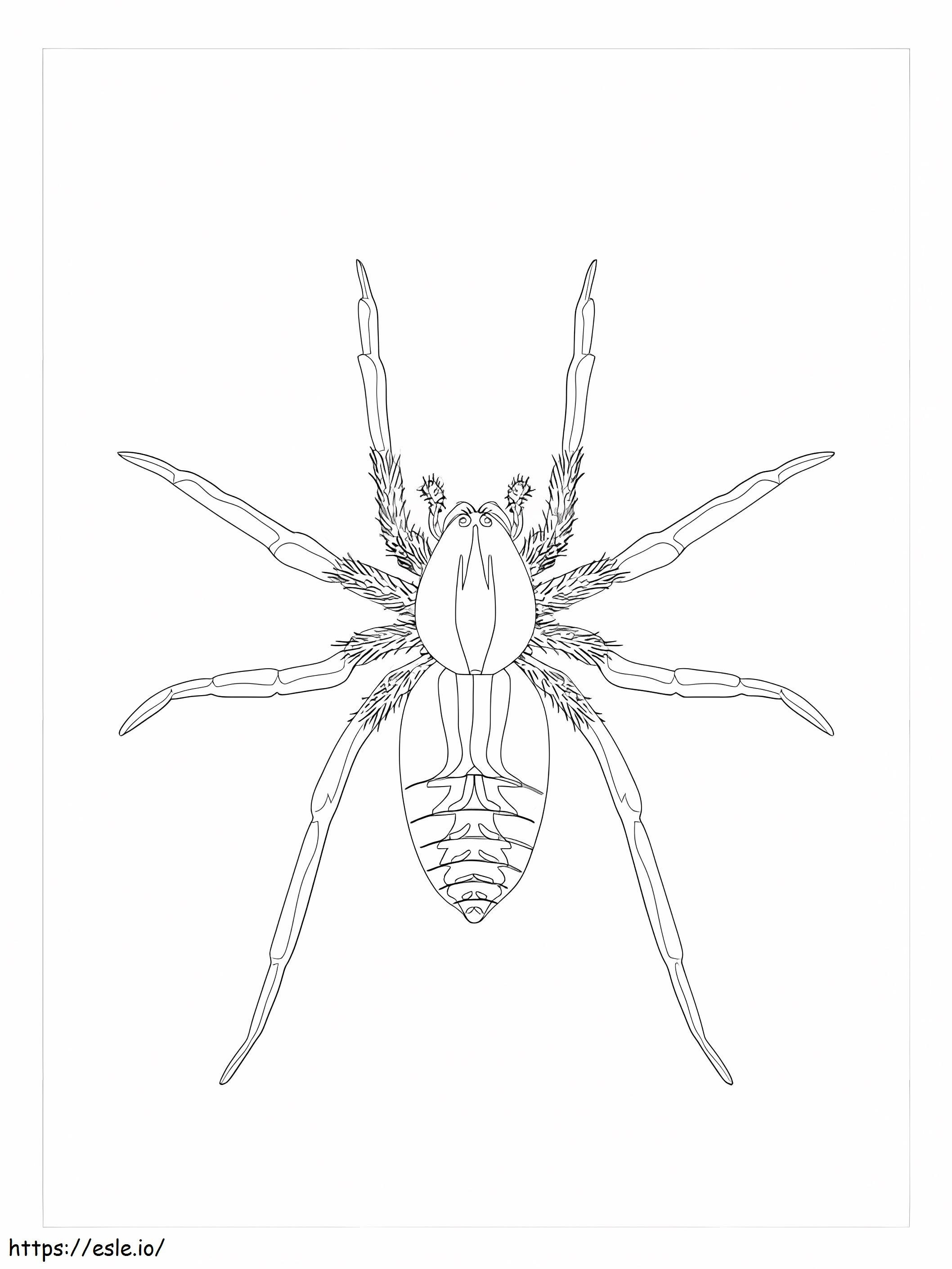 Wolf Spider coloring page