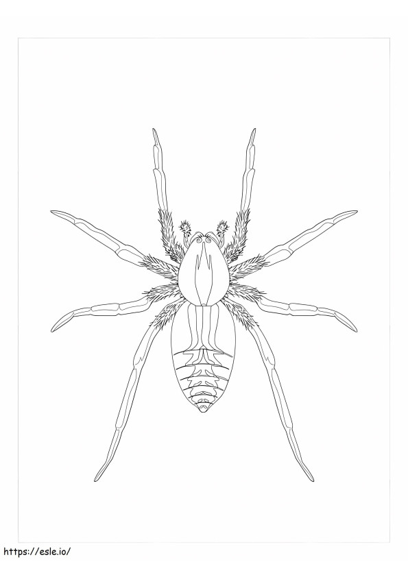 Wolf Spider coloring page