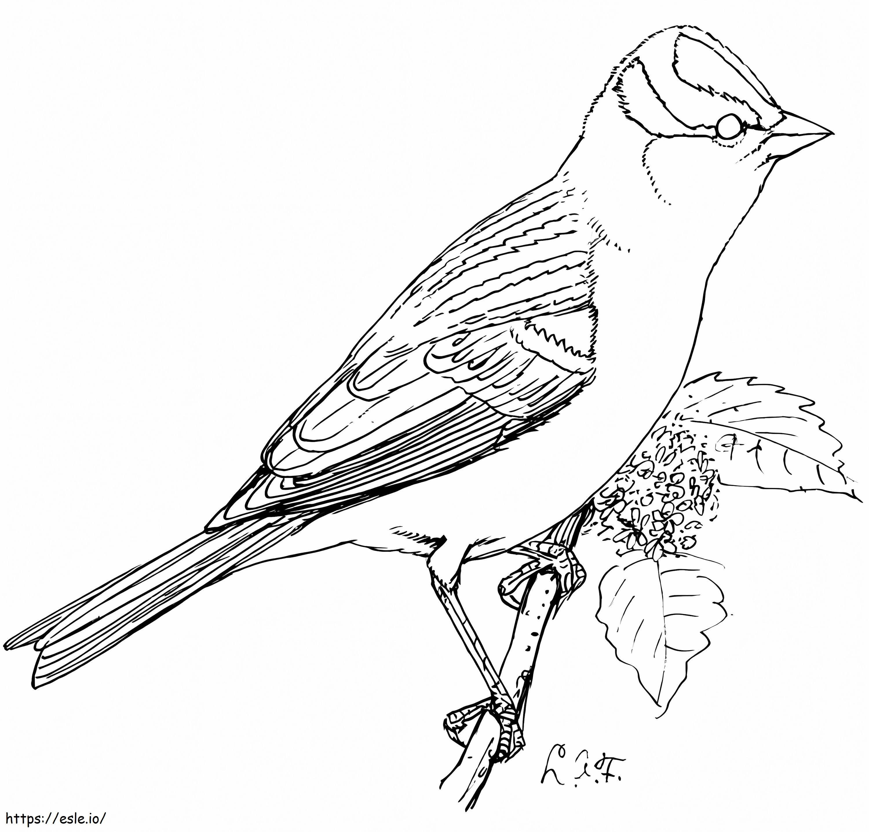Kawaii Sparrow coloring page