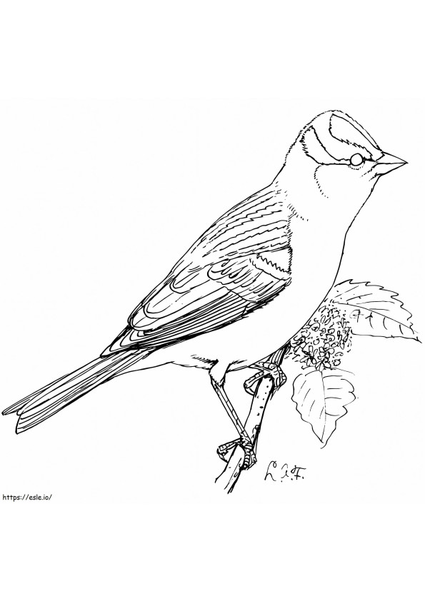 Kawaii Sparrow värityskuva