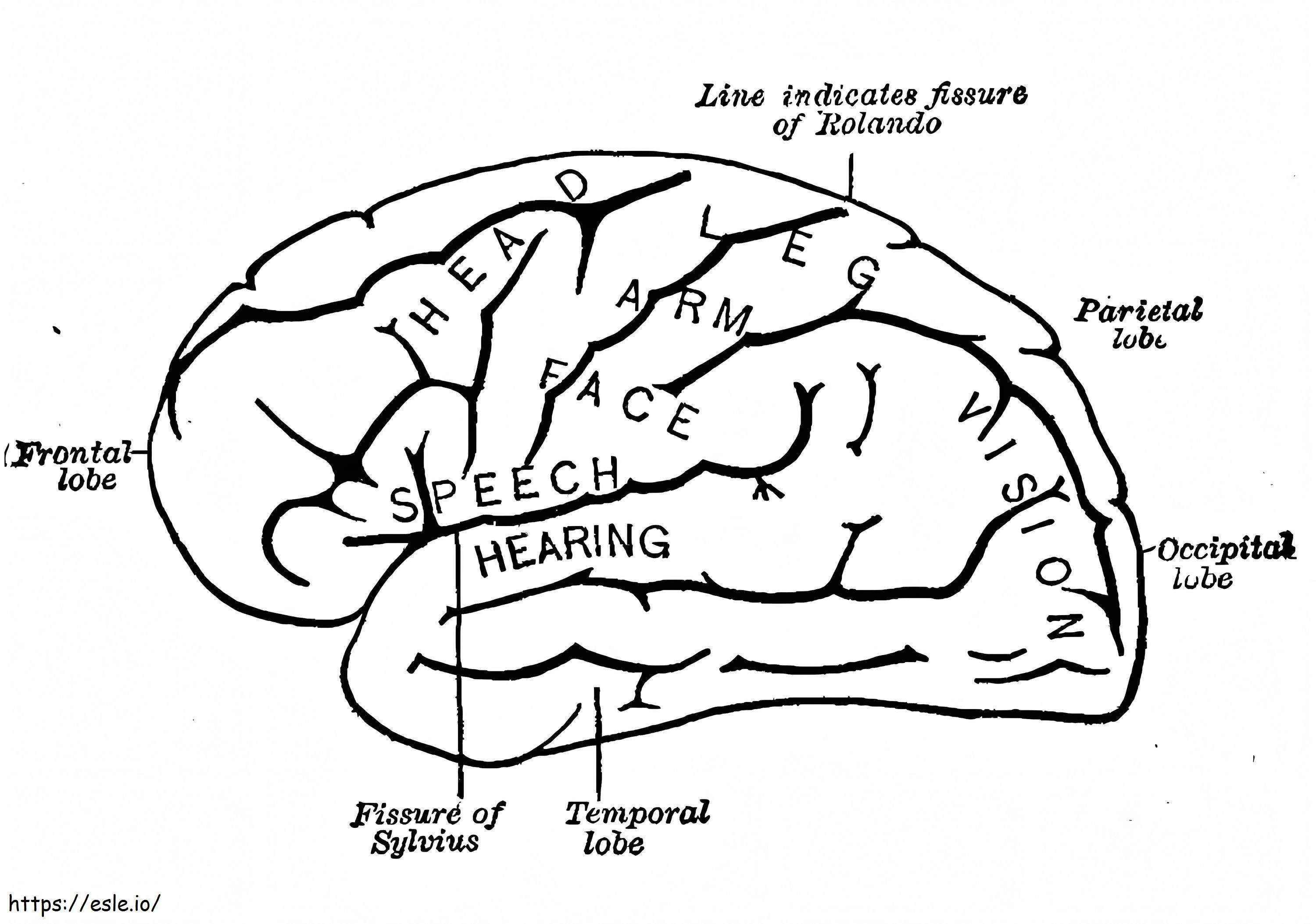 Menschliches Gehirn 7 ausmalbilder
