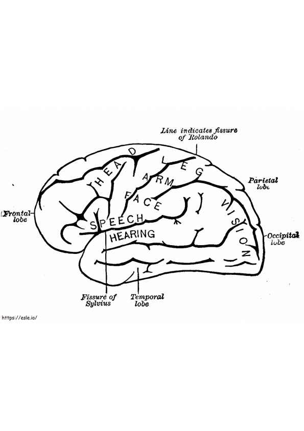 Ludzki mózg 7 kolorowanka