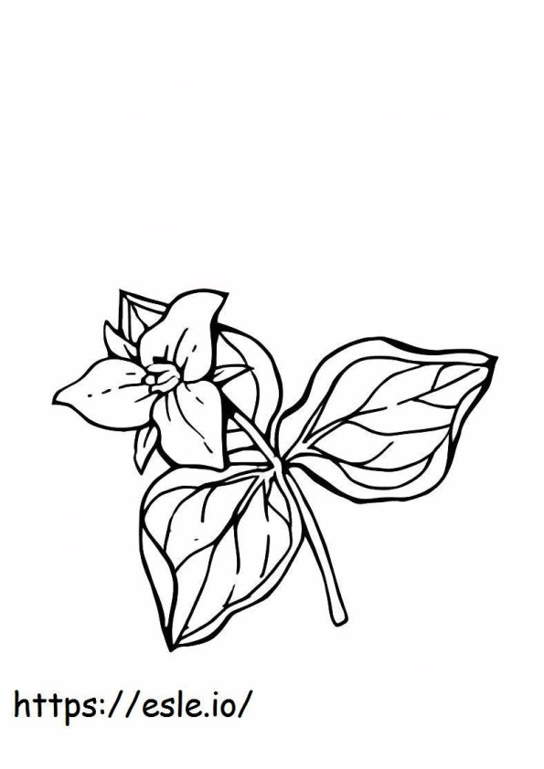 Coloriage Trillium Basique à imprimer dessin