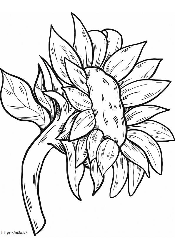 Free Sunflower To Color coloring page