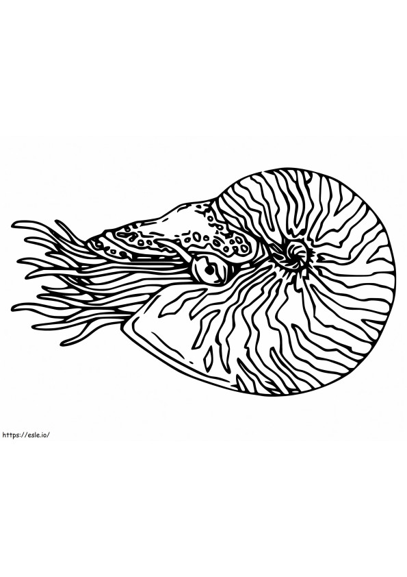 Coloriage Nautilus imprimable à imprimer dessin