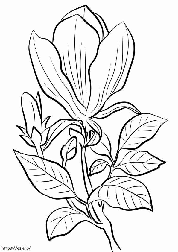 Coloriage Fleur de magnolia 16 à imprimer dessin