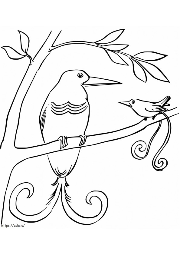 Pássaro do Paraíso Wilsons para colorir