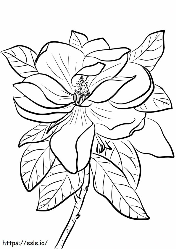 Coloriage 1527069114_Magnolia grandiflora à imprimer dessin